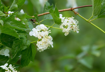 Blooming guelder rose, Viburnum opulus