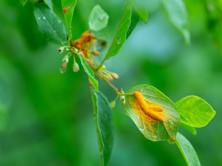 Crown rust, Puccinia coronata on alder buckthorn