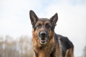 Dog German Shepherd outdoors in an autumn