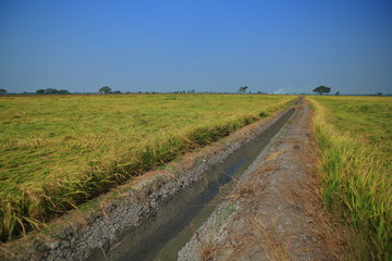 earth ditch irrigation canal feeding water to paddy fields. large flat wet green rice paddy fields. Rural agriculture scene of tropical rice culture Asian countries.