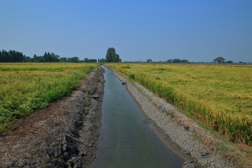 Fototapeta na wymiar earth ditch irrigation canal feeding water to paddy fields. large flat wet green rice paddy fields. Rural agriculture scene of tropical rice culture Asian countries.