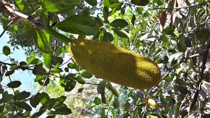 Jack Fruit and flower Bud