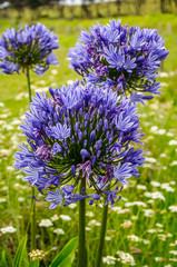 Purple Violet Lily of the Nile flowers at Cape Reinga, Northland, New Zealand