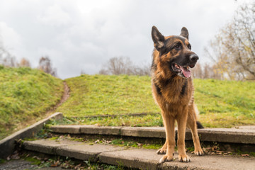 Dog German Shepherd outdoors in an autumn