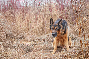 Dog German Shepherd outdoors in an autumn