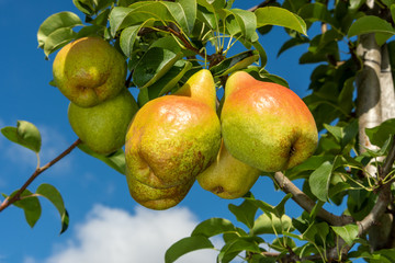 background texture of the branch of pear with fruits closeup. The concept of successful gardening, copy space