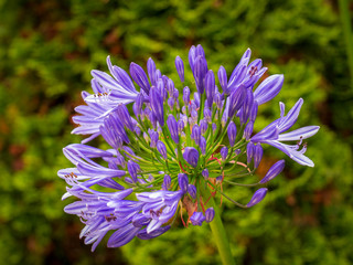 Detail einer Blauen Agapanthus Liliaceae Blume