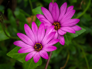zwei pinkfarbene Blumen