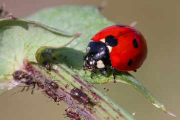 from nature ladybug 4 ..