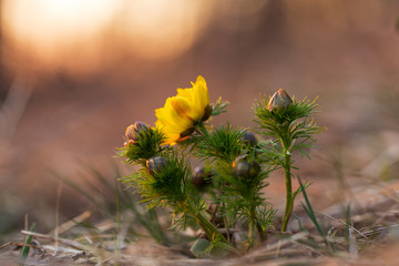 pheasant's eye, adonis vernalis, plant with yellow flowers blooming in early spring. Pheasant's eye flower , Adonis Vernalis.  - obrazy, fototapety, plakaty