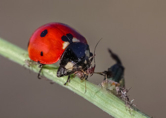 coccinella septempunctata 2 .. ..