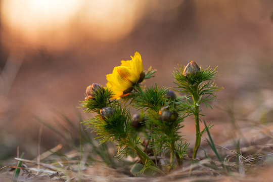 pheasant's eye, adonis vernalis, plant with yellow flowers blooming in early spring. Pheasant's eye flower , Adonis Vernalis. 