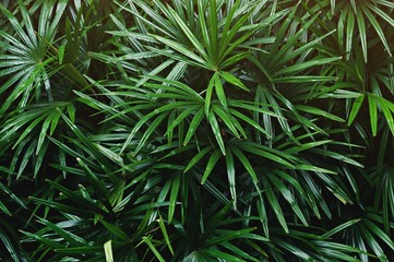 Naklejka na ściany i meble tropical leaf texture background, dark green foliage are shaped like tiny spikes 