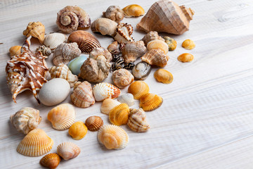 Different marine items on light wooden background
