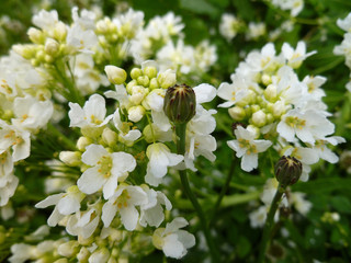 White tender flowers of horseradish (Armoracia rusticana, Cochlearia armoracia). Closeup, shallow dof.