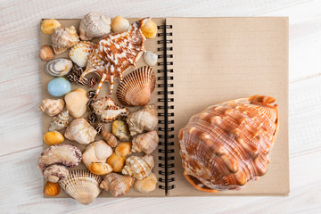 Summer setting with sea shells. Place fo text. Top view