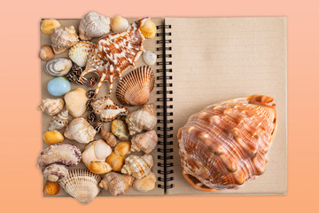 Summer setting with sea shells. Copy space.