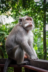 Monkey in the Monkey Forest, Ubud, Bali, Indonesia