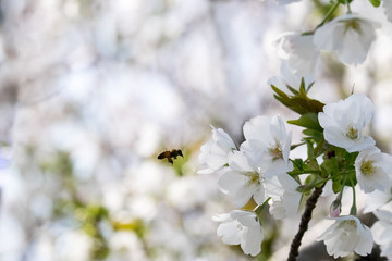 桜とミツバチ