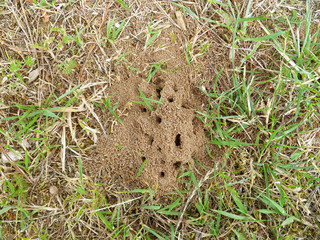 Ant nest on the ground, house of ants on the lawn, lawn damaged by ants colony.