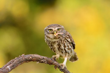 A little owl with a grasshopper.