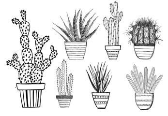 Cactus isolated on white background.	