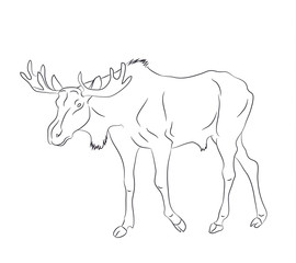 vector illustration deer stands drawing lines,