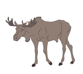 vector illustration of a deer that stands, drawing color