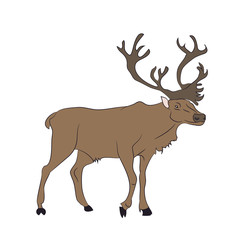 vector illustration of a deer that stands, drawing color