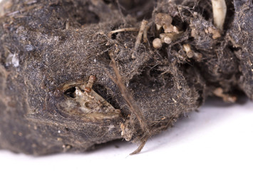 Bird of prey (Owl), dropping, mouse skull and bones