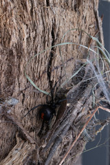 Australian Redback Poisonous Spider