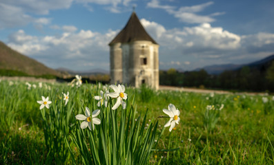 Spring shot of narcissus and castle Devils turn in the background. Hudicev turn in Soteska