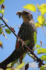 bird eats worm