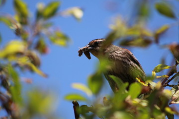 bird on a branch