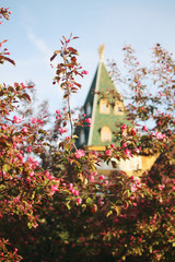 Fototapeta na wymiar Apple trees blossoming in Kolomenskoe park in spring