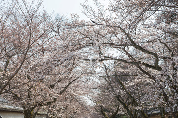 cherry blossoms in Kyoto in the temples of Daigo-Ji, details, flowers, branches, blue sky during the hanami