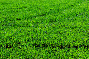 green field of wheat in spring under the sun's rays