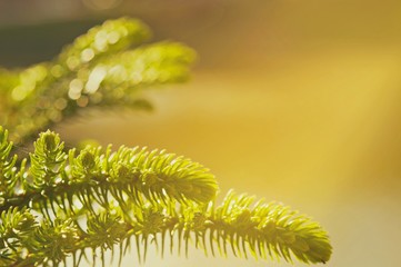Abstract of image close up pine leaf background with rainy day. / Soft focus,have space for text...