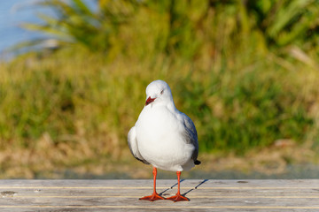 A red billed gull standing on a table outside