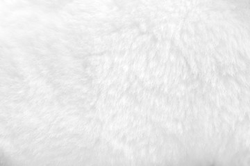 White fur background close up view