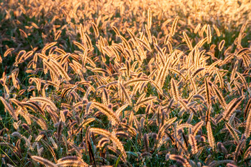 Field of back lit fox tail perennial grass glowing from sunlight