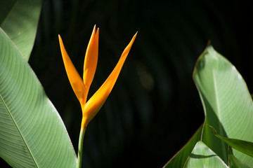 guadeloupe