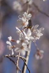 4月　枝垂れ桜
