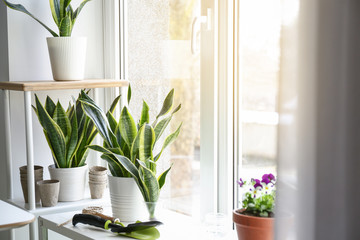 Green plants in pots near window at home