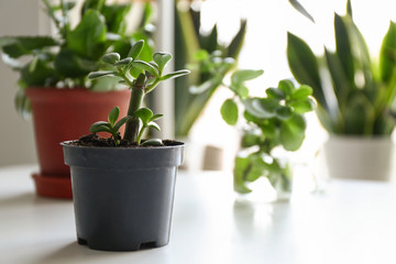 Green plant in pot on table