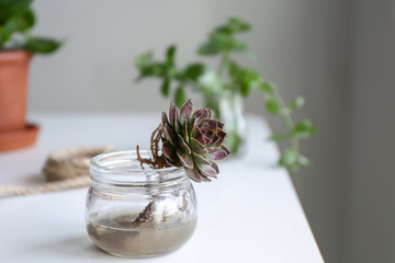 Succulent in jar with water on table