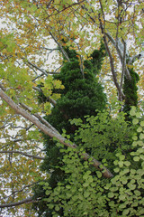 Fototapeta premium Dense Forest next to the Agios Nikolaos Park Naousa Greece