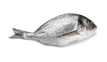 Fresh dorado fish on white background