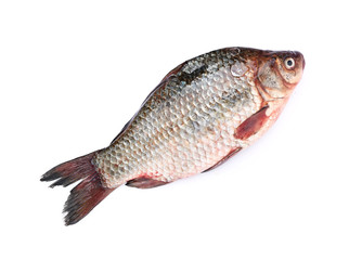 Fresh fish on white background