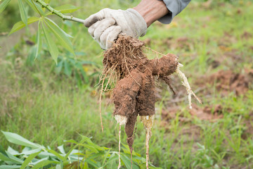 Khonkaen,Thailand-June 1,2018:Farmer  ้harvest cassava in farmland before rainy season.